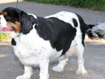 THE BIGGEST LOSER... pet edition! Competition celebrates animals' fight to lose weight